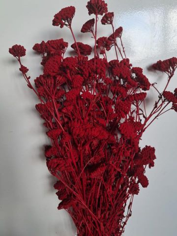 ACHILEA PRESS *ROJO *000-205.59