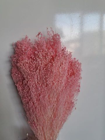 BROOMS PRES *ROSA BEBE *000-006.40