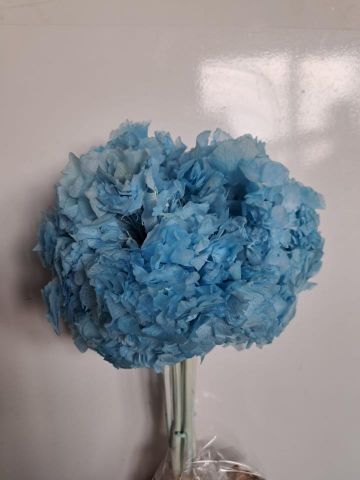 HORTENSIA PRESS *CELESTE *000-740B70