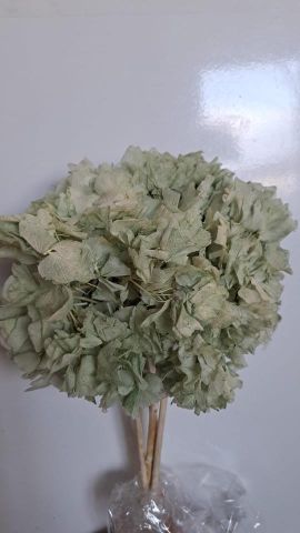 HORTENSIA PRESS *VERDE MENTA *000-740F60