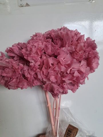HORTENSIA PRESS ROSA *000-740B42