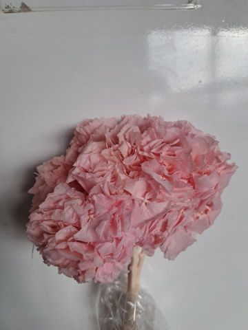 HORTENSIA PRESS *ROSA BEBE *000-740B40