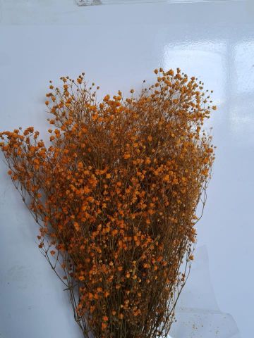 GYPSOPHILA PRESS *NARANJA *000-442.22