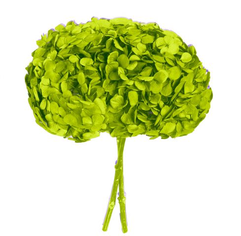 HORTENSIA PRESERVADA *VERDE PISTACHO *HRT/0110