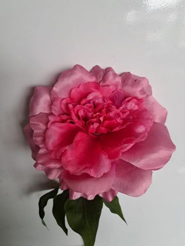 VARA PEONIA *FUCSIA 1420-07