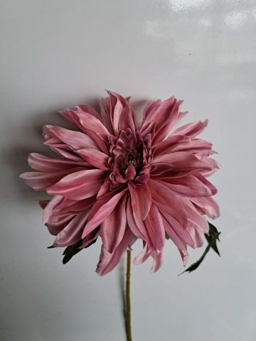 VARA DAHLIA *MALVA 4305-06