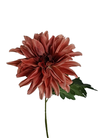 VARA DAHLIA *SIENA 4305-51