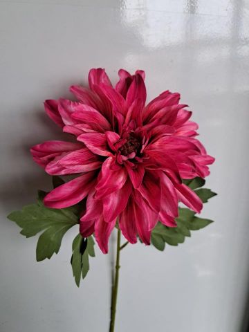 VARA DAHLIA *FUCSIA 4305-07