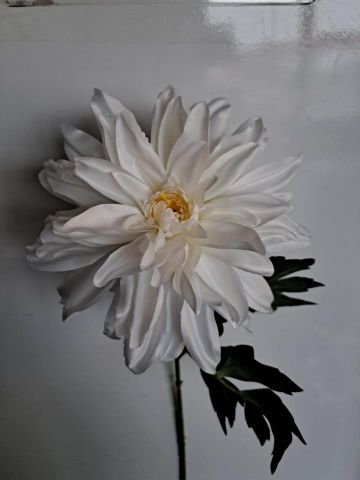 VARA DAHLIA *BLANCO 4305-01