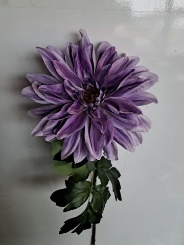 VARA DAHLIA *PURPURA 4305-16