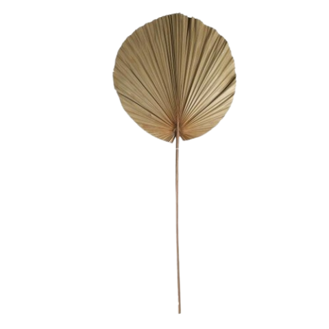 VARA HOJA PALMERA 50CM 110CM *55070
