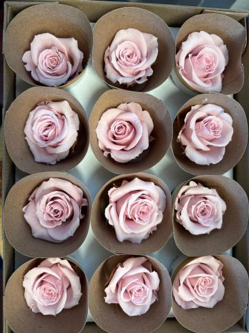 BOX 12 ROSAS PRESERVADA *ROSA CLARO PIN-04