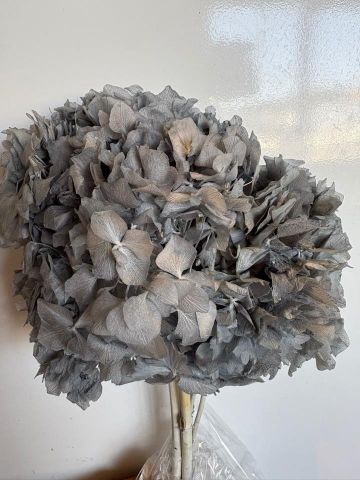 HORTENSIA PRESERVADA AZUL GRISACEO *000-740B72