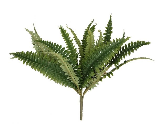 HELECHO BOSTON FERN 46CMS  34582