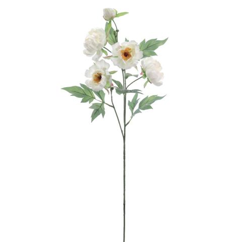 VARA PEONIA X5 *CREMA 1215-01