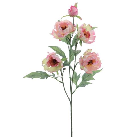 VAQRA PEONIA X5 *ROSA 1215-12