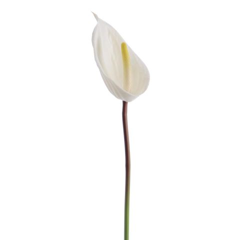 VARA ANTHURIUM *BLANCO 2743-11