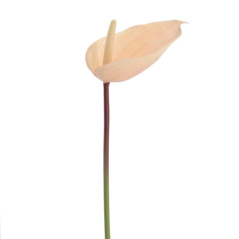 VARA ANTHURIUM *SALMON 2743-14