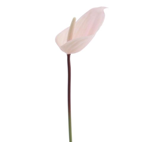 VARA ANTHURIUM *ROSA 2743-12