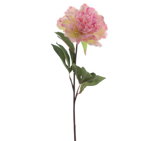 VARA PEONIA *ROSA 6010-12