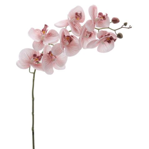 VARA PHALENOPSIS *SIENA 3016-51