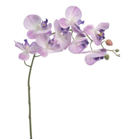 VARA PHALENOPSIS *PURPURA 3016-16