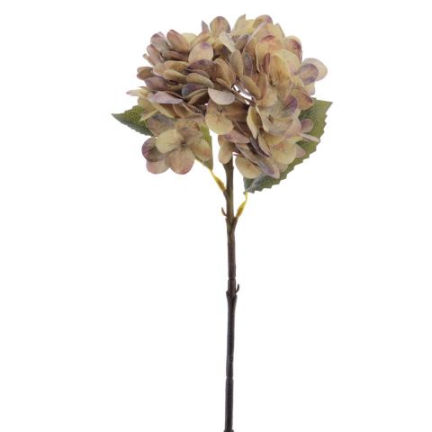 VARA HORTENSIA VINTAGE *SIENA *2342-51