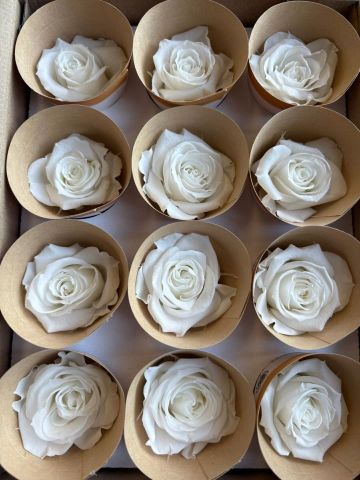 BOX 12 ROSAS PRESERVADA *BLANCA WHI-01