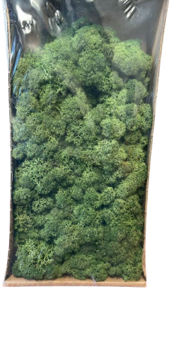 CAJA MUSGO PRESERVADO 420GR  *VERDE 