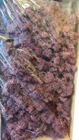 CAJA MUSGO PRESERVADO  420GR *LILA 