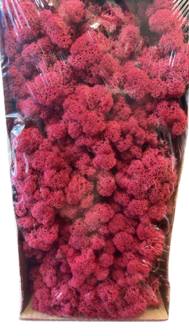 CAJA MUSGO PRESERVADO *BURDEOS 420G *406041/014