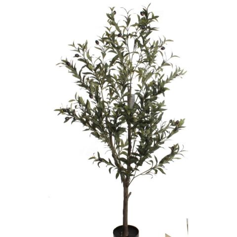 OLIVO 1.40MT 7736