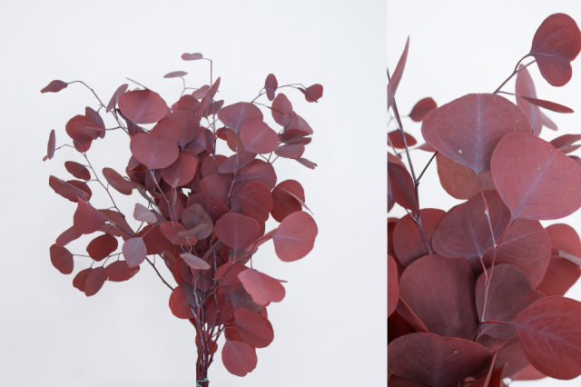 EUCALIPTUS POPULOS *BURDEOS 80088