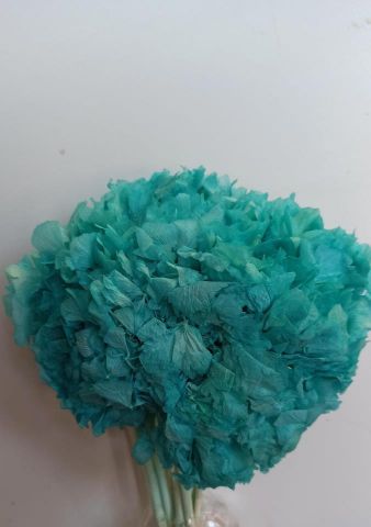 HORTENSIA PRESERVADA VERDE AGUA *000-740B75