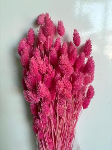 PHALARIS ROSA CHICLE 000-013.47