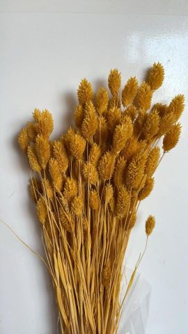 PHALARIS PRESS *AMARILLA 000-013.12