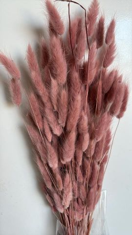 LAGURUS PRESS *ROSA NUDE 000-011.46