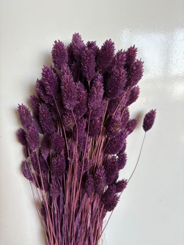 PHALARIS PRES *MORADA 000-013.85