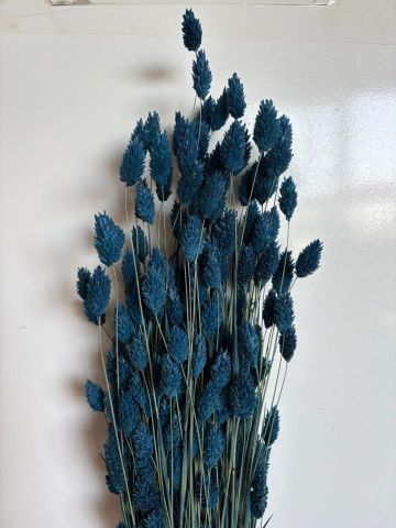 PHALARIS PRESS *AZUL 000.013.77