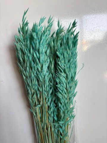 AVENMA SATIVA TURQUESA 000-093.75