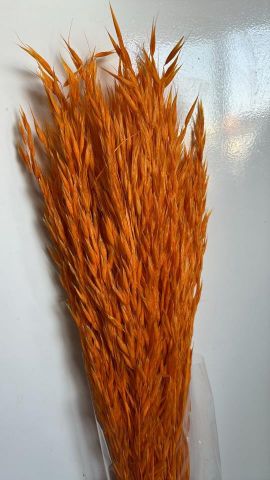 AVENA SATIVA *NARANJA 000-093.22