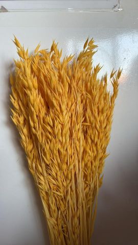 AVENA SATIVA *AMARILLA 000-093.12