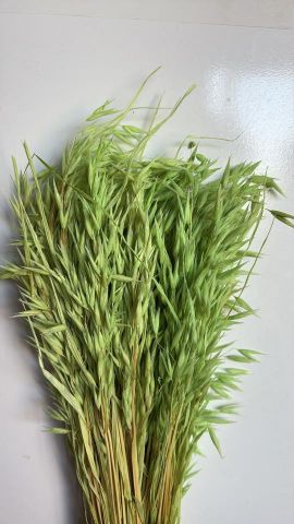 AVENA SATIVA *VERDE 000-093.60