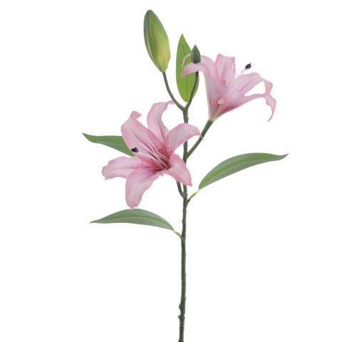 VARA LILIUM X2 *ROSA 6974-12