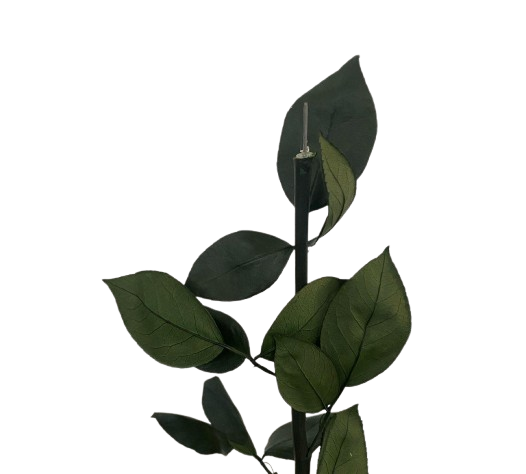 5 TALLOS ROSAS PRESERVADA + ALAMBRE 55 CMS  80608