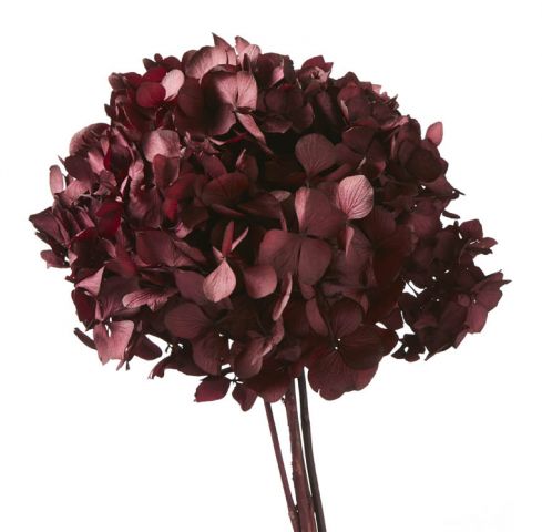 HORTENSIA PRESERVADA BURDEOS *HRT/0710