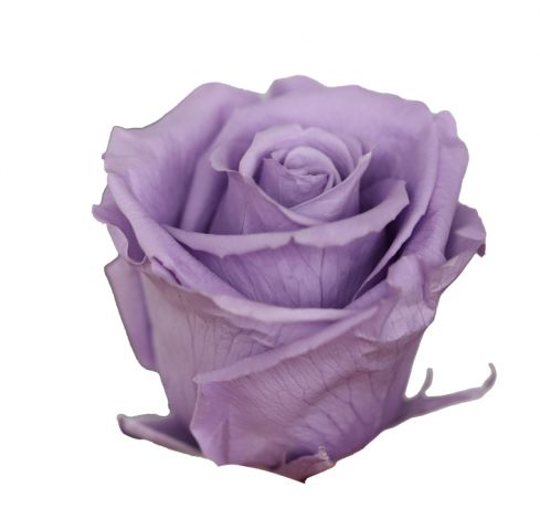 BOX 6 ROSAS STANDARD *LILA PASTEL *RST/2CY3