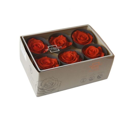 BOX 6 ROSAS PRESERVADA *TERRACOTA RST/2930