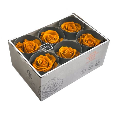 BOX 6 ROSAS PRESERVADA  MOSTAZA *RST/2CY2