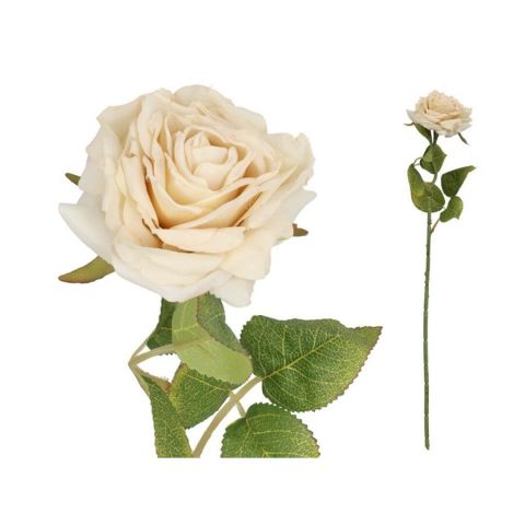 VARA ROSA DRIED 50CM *CREMA 565675